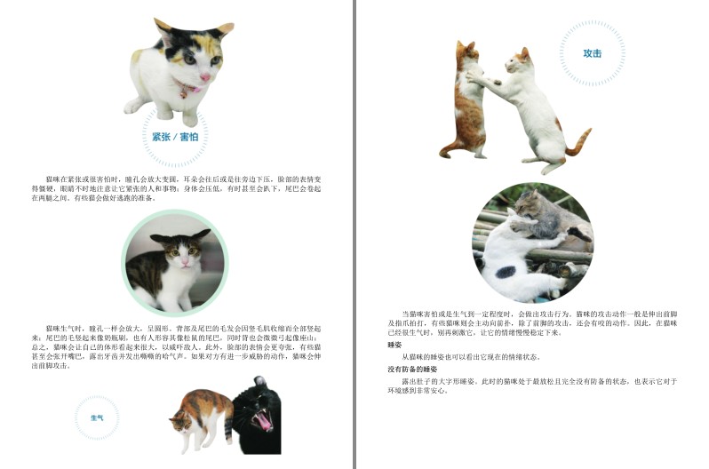 [杂志素材] [PDF] [网盘下载] 《猫咪家庭医学大百科》猫咪从出生到终老都用得上的书[pdf] 二次世界 第5张