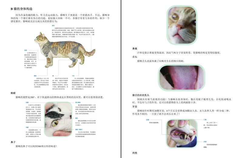 [杂志素材] [PDF] [网盘下载] 《猫咪家庭医学大百科》猫咪从出生到终老都用得上的书[pdf] 二次世界 第3张